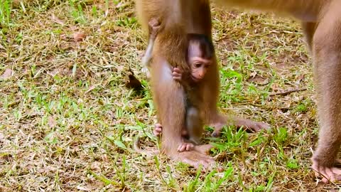 Rainbow crying loudly funny, newest, viral, fyp monkey baby animal videos