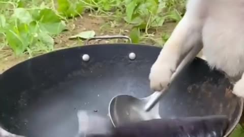 Fish fry by puppy