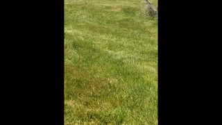 Golden retriever puppy chases black cat