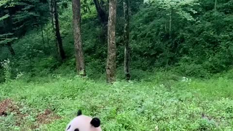 Watching pandas eat bamboo shoots will increase people's appetite