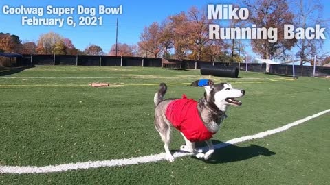 Coolwag Super Dog Bowl Starting Line Up featuring Luna, Miko and Milo