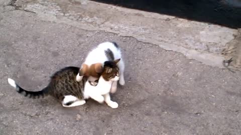 Dog loves cat and play together! They are best friends