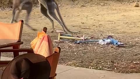 Wrestling Wallabies Crash into Backyard Furniture