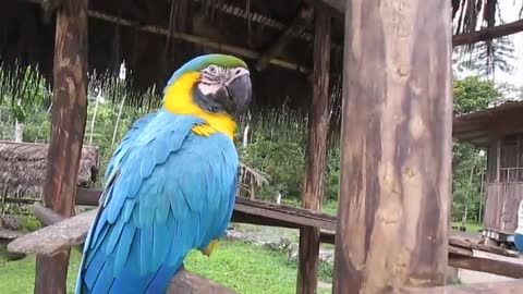 Increíble- guacamayo azul😊😍😍