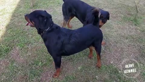 Mating Rottweiler