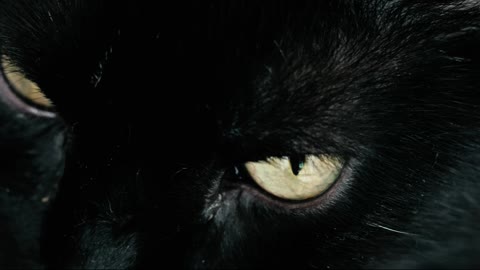 Black cat with yellow eyes