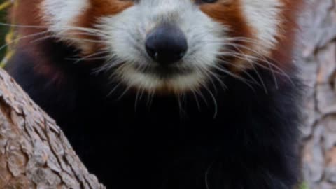 Red Pandas: Just So Cute.