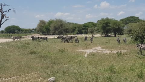 Serengeti National Park Zebra