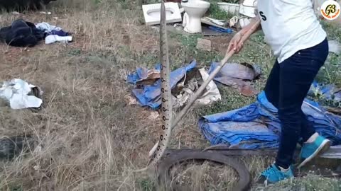 3 बड़े घोनस खतरनाक रेस्क्यू ऑपेरशन.. 3 Indian Russell's viper snakes rescued..in Hindi