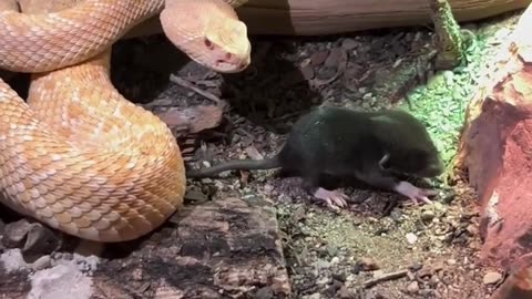 How does rattlesnake venom work