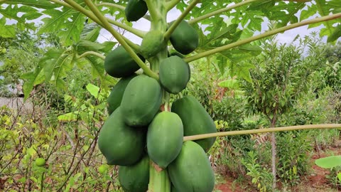 Papaya