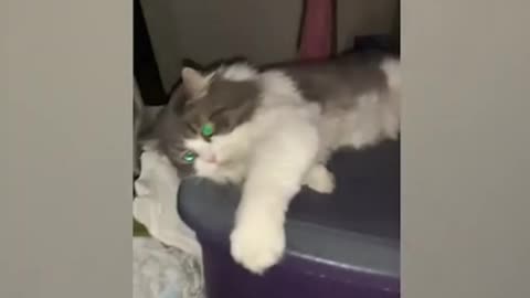 Funny Animal Videos | Cats being Cats 😂😂
