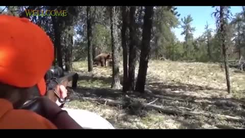 Amazing bear hunting in usa
