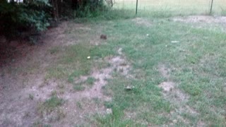 Yard bunny and chickens