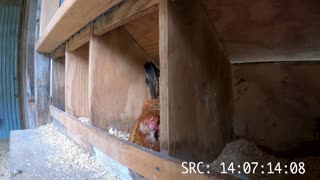 As The Crop Turns: S1E3 Chicken Series: chicken, hen, girls, puppies, DIY, farm, bird, off grid