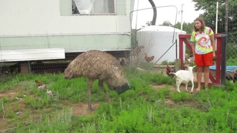 Emu walking BACKWARDS