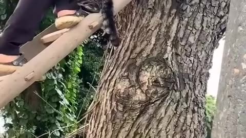 Kitty held his leg so tight after being rescued from the top of the tree