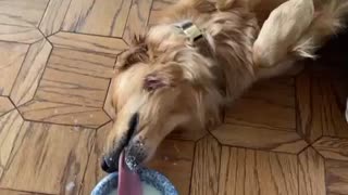 Lazy Dog Drinks Milk