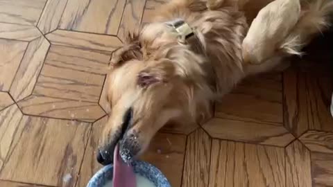 Lazy Dog Drinks Milk