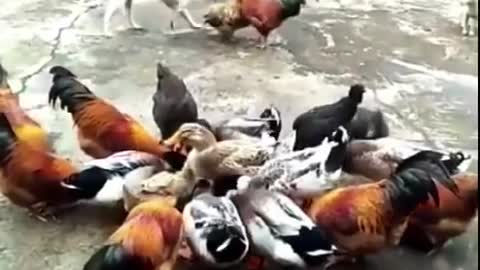Funny video chicken fighting dogs