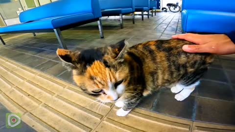 The calico cat under the chair in the waiting room is too cute