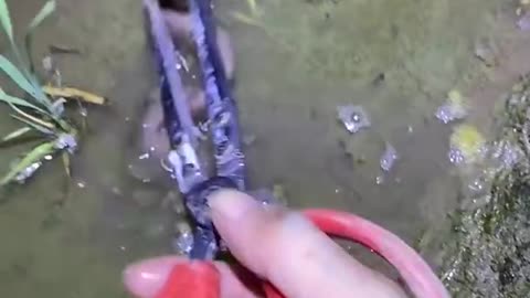 Fishing Eels 2