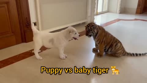 Dog vs Baby Tiger
