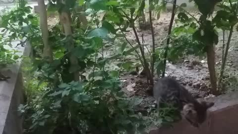 Mom cat talking to her kittens so cute