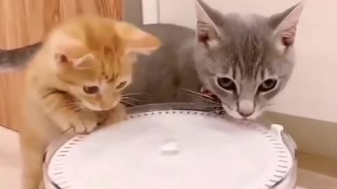 Baby Cats #2 Funny and Cute Videos