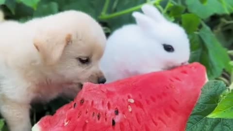 dog eating rabbit head | dog rabbit eat watermelon