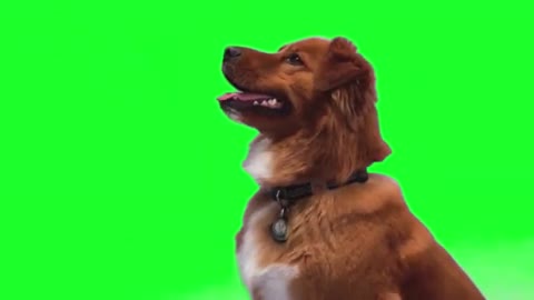 Best Dog training video