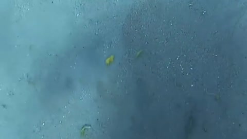 Diver cracks eggs at 45 ft deep 😲