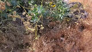 Gopher Snake Imitating Rattlesnake Rattle Sound
