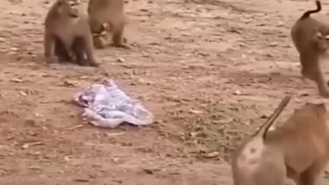 Funny behavior of a monkey