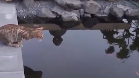 Très beau chats faîte une douche