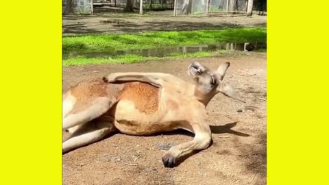 Think about the peace of the kangaroo