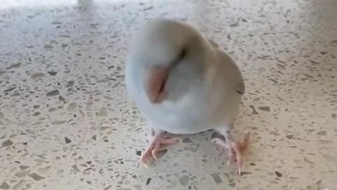 Bird that wiggles.