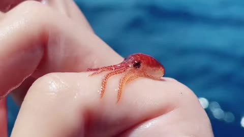 Look tlat this baby octopus.