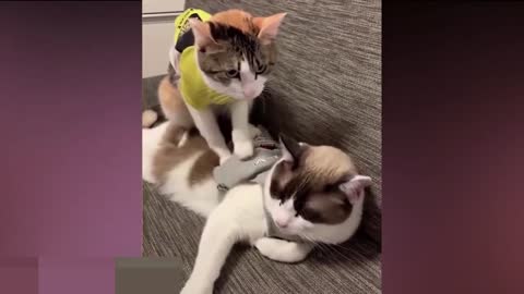 funny cats-funniest cats 😹 don-t stop laughter 😹CUTE ANİMALS