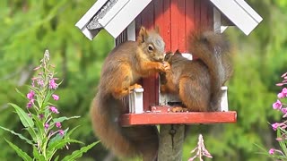 Squirrel Forest Animals Bird