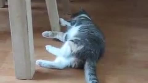 drunk cat got drunk and went to sleep