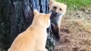 Funniest Dogs And Cats Videos 😁 Best Funny Animal Videos 2024 🥰 #1