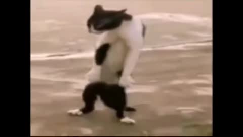 funny animals dancing
