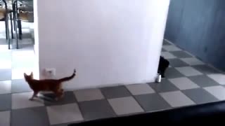 Cute Kitten Sneak Attack Another Cat