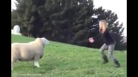 Girl playing with white sheep