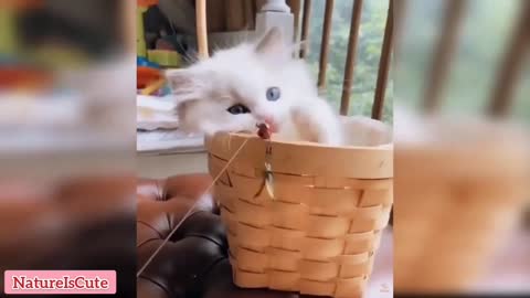 Funny Cats - Cute Pets And Funny Animals 2021 - Compilation #2