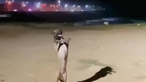 Cute dog dance 🩰🥰dog