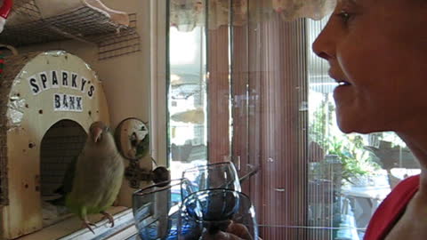 Sparky the Quaker Parrot Sings with Mom
