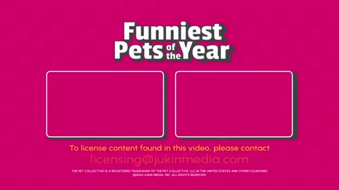 BEST Compilation! The FUNNIEST Pet Videos of 2024! 🤣
