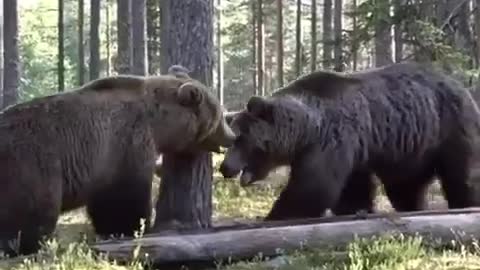 Fight of two big bears in the forests of Finland